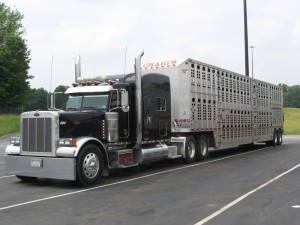 cattle_truck
