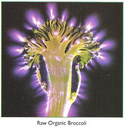 raworganicbrocolli